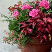 backyard pots