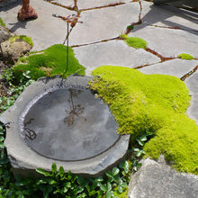 Natural Bird Bath