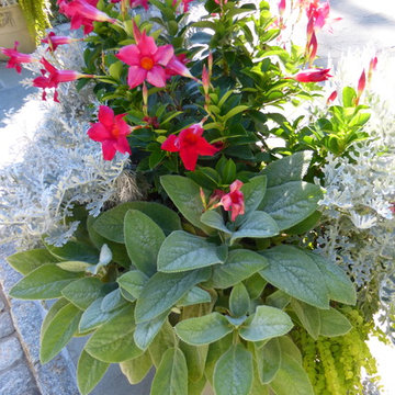 Spring and Summer Container Design