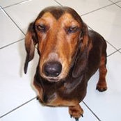 Alvin's photo