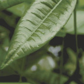 Pauline Yeh's photo