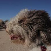 Joshua Bell's photo
