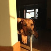 Foto von Tony Todd