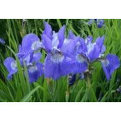 Iris Dirig's photo