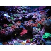 Superior Reefs's photo