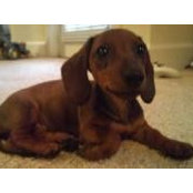 Edward Schopler's photo