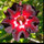 etoile2207adenium