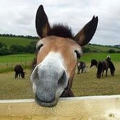 Mike Mules foto