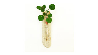 Baby Pilea vase on driftwood