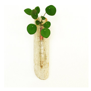 Baby Pilea vase on driftwood
