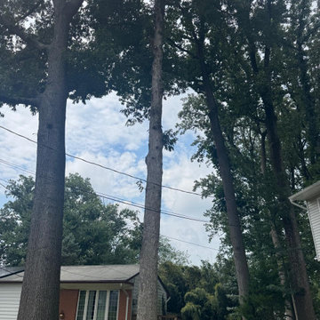 Large Tree Removal and Property Cleanup