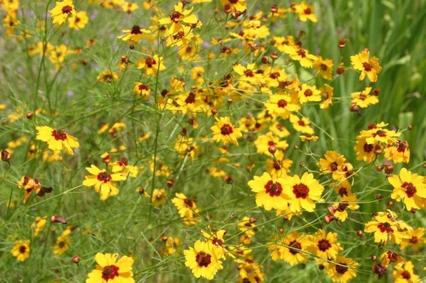 Plant Native Annual Flowers for a Garden Surprise Every Year