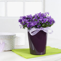 Lechuza - Home Decor