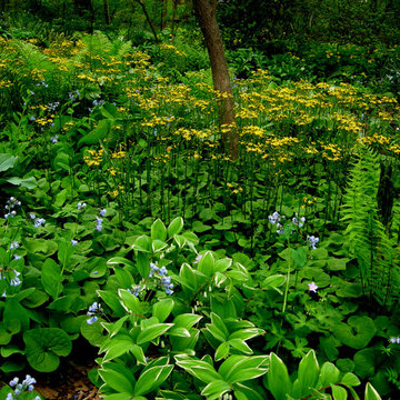 Native Landscapes