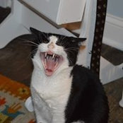 Shannon Ward Clark's photo