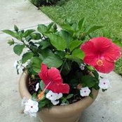 Gail Graham's photo