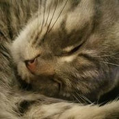 Karen Buhler Tobin's photo