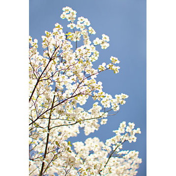 Fine Art Photograph, Blossoms III, Fine Art Paper Giclee