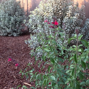 Back Yard for a Young Family