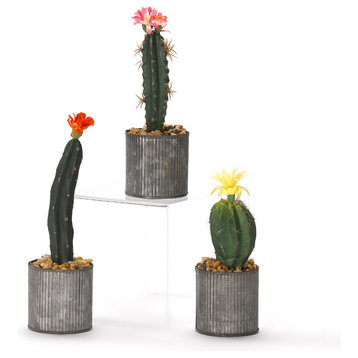 Assorted Cactus in Tin Planter, Set of 3