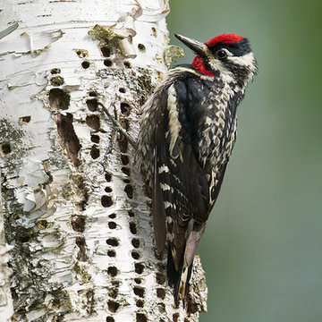 Yellow-Bellied Sapsucker and its wells