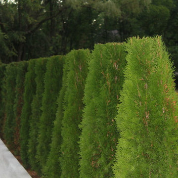 Arborvitae