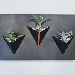 Air Plants and Planters - Home Decor