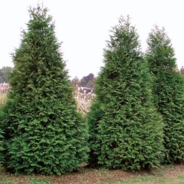 Evergreen Trees