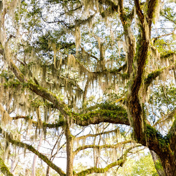 Southern Charm