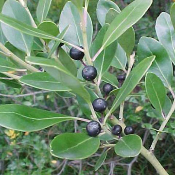 Ilex glabra 'Compacta'
