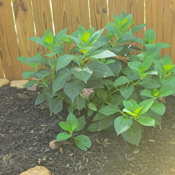 Budget Friendly Backyard Makeover