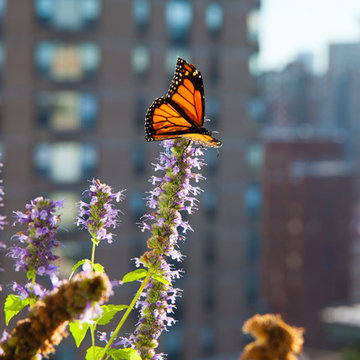 Broadway Butterfly Garden