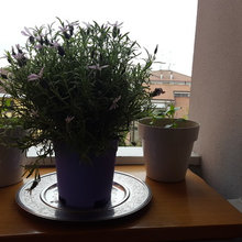 Orto urbano nel mio balcone