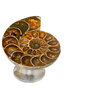 Ammonite Oval Nautical Cabinet Knob