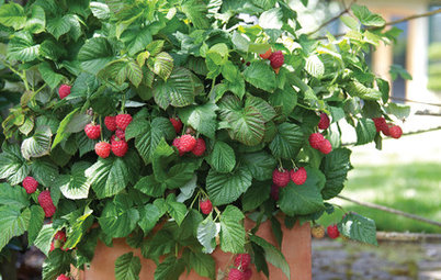 Patio-Perfect Berry Bushes Like You’ve Never Seen