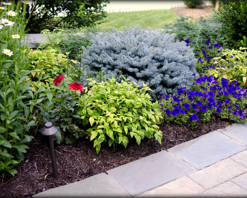 Bird Nest Spruce | Houzz