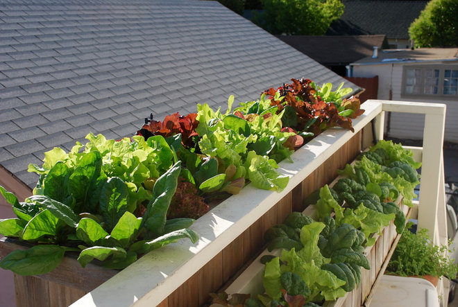 Eclectic Deck by Steve Masley Consulting and Design