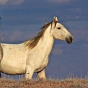 Kerry O'Brien's photo