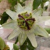 Foto von Majella Yeates