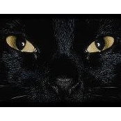 Jeannie Johnston's photo