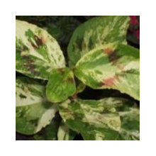 plants