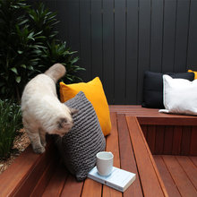 houzzcats