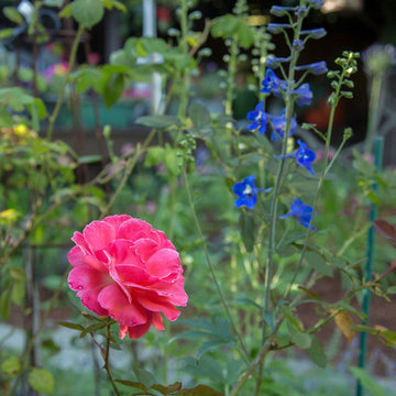 My Houzz: Colorful Garden Oasis in Marin County