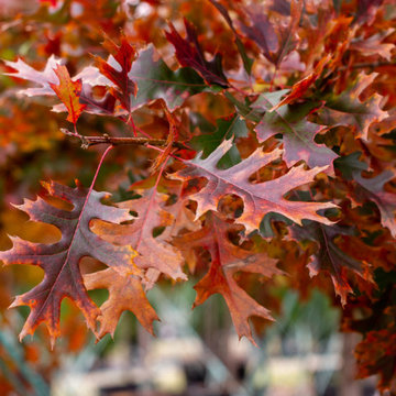 Shade Trees for Texas