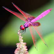 Iris Yolanda Montalvo's photo