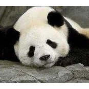 Dorothy Wong's photo