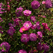 Gardening Perennials zn 6, Purple