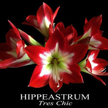 My Hippeastrum