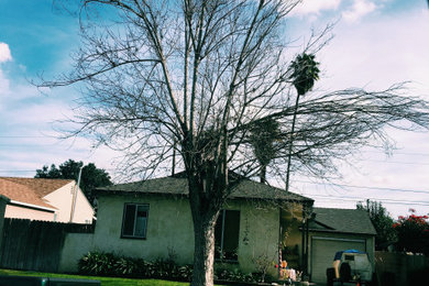 Ash Tree Removal With Stump Grinding