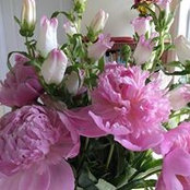 Peggy Boynton's photo